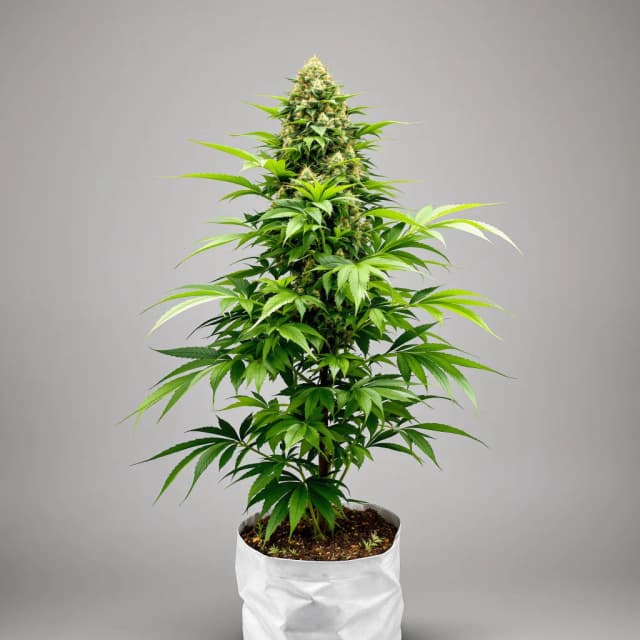 Embalaje de semillas de cannabis Ace Killer OG — Royal King Seeds España