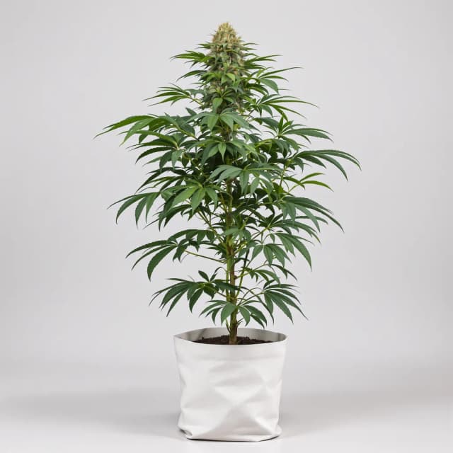 Embalaje de semillas de cannabis Ace Killer OG — Royal King Seeds España