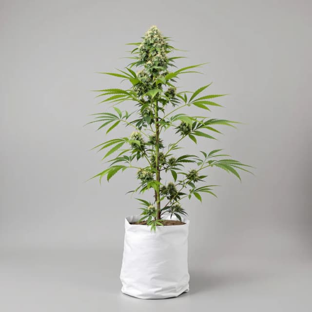 Embalaje de semillas de cannabis Adios — Royal King Seeds España
