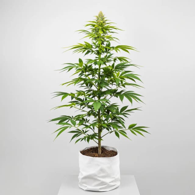 Embalaje de semillas de cannabis Afcrack — Royal King Seeds España