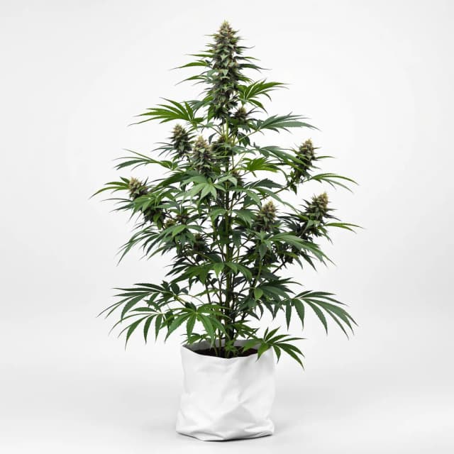 Embalaje de semillas de cannabis Afghan Big Bud — Royal King Seeds España