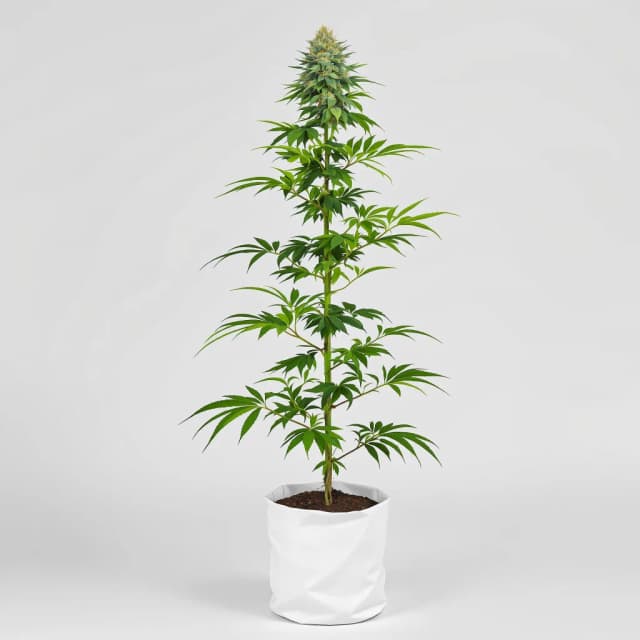 Embalaje de semillas de cannabis Afghan Big Bud — Royal King Seeds España