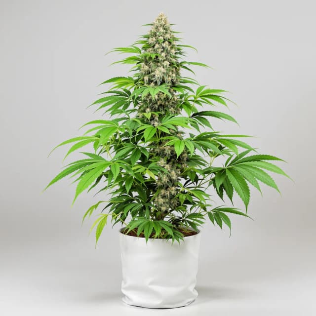 Embalaje de semillas de cannabis Afghan Hawaiian — Royal King Seeds España