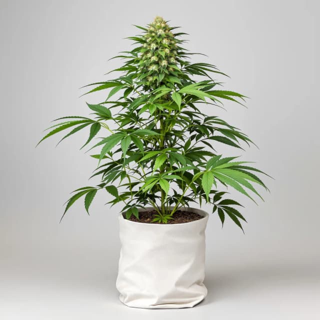 Embalaje de semillas de cannabis Afghan Hawaiian — Royal King Seeds España