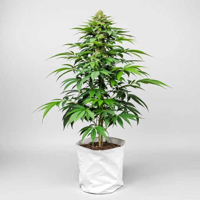 Embalaje de semillas de cannabis Afghan Kush — Royal King Seeds España