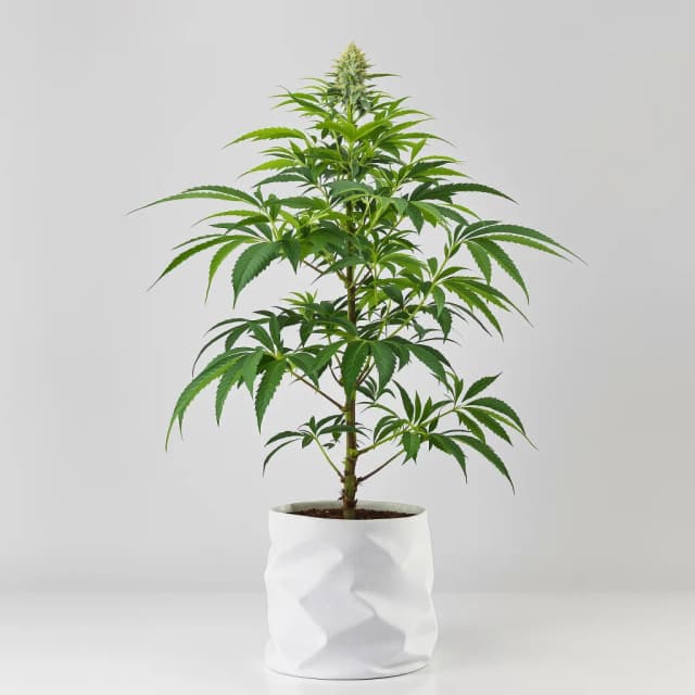 Embalaje de semillas de cannabis Afghan Skunk — Royal King Seeds España