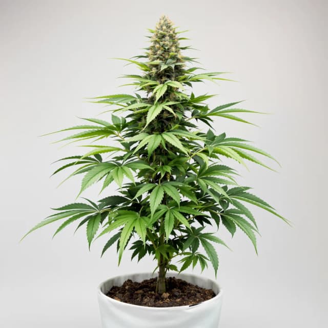 Embalaje de semillas de cannabis Afghan Skunk — Royal King Seeds España