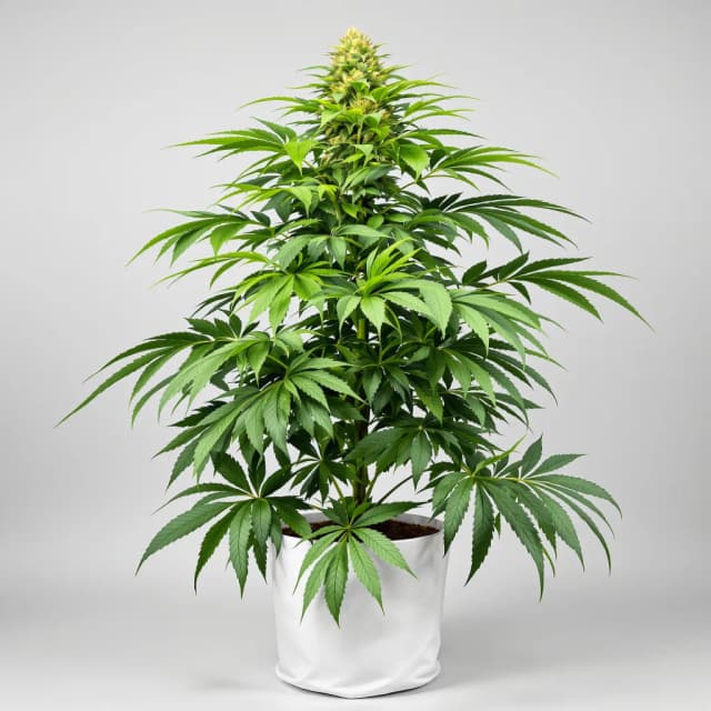 Embalaje de semillas de cannabis Afghani — Royal King Seeds España