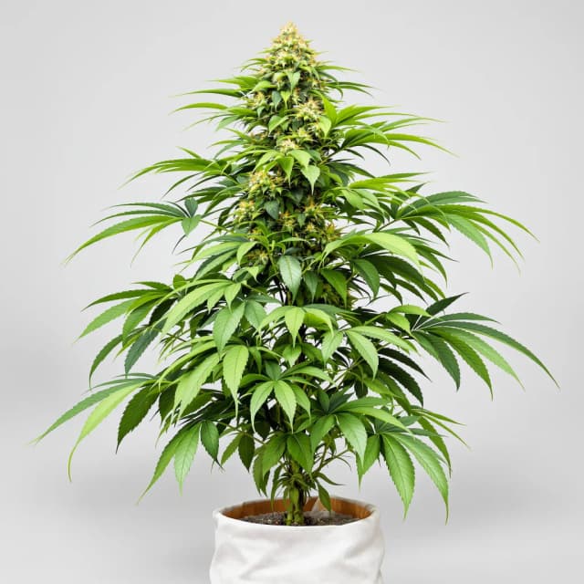 Embalaje de semillas de cannabis Afghani Bullrider — Royal King Seeds España