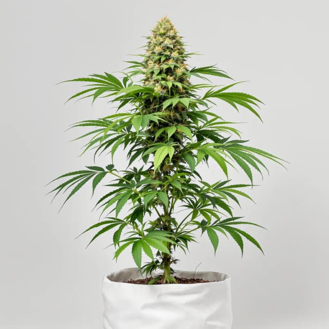 Embalaje de semillas de cannabis Afgoo — Royal King Seeds España