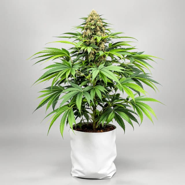 Embalaje de semillas de cannabis Afpak — Royal King Seeds España