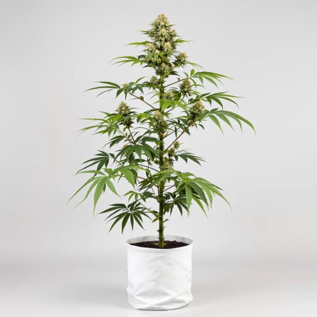 Embalaje de semillas de cannabis Agent Orange — Royal King Seeds España
