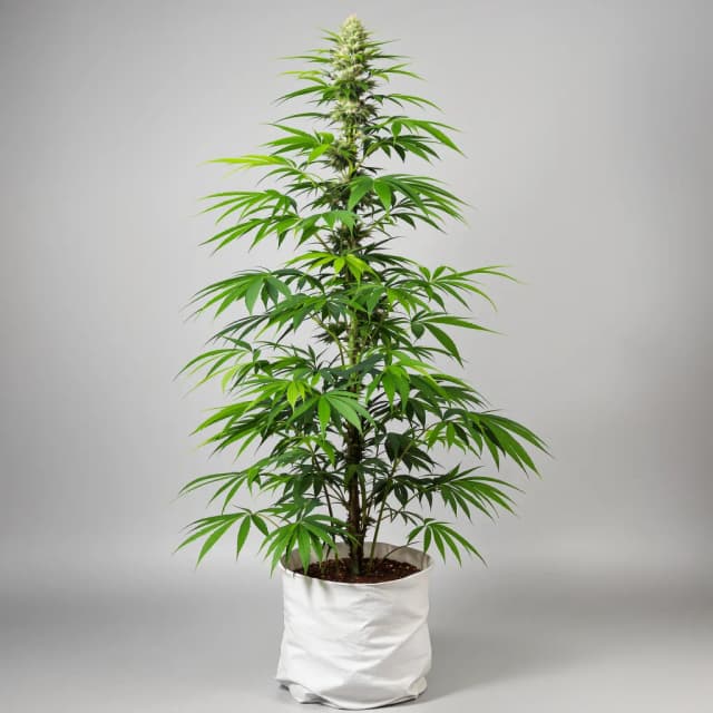 Embalaje de semillas de cannabis Agent Tangie — Royal King Seeds España