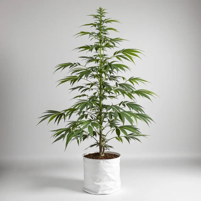 Embalaje de semillas de cannabis Agent Tangie — Royal King Seeds España