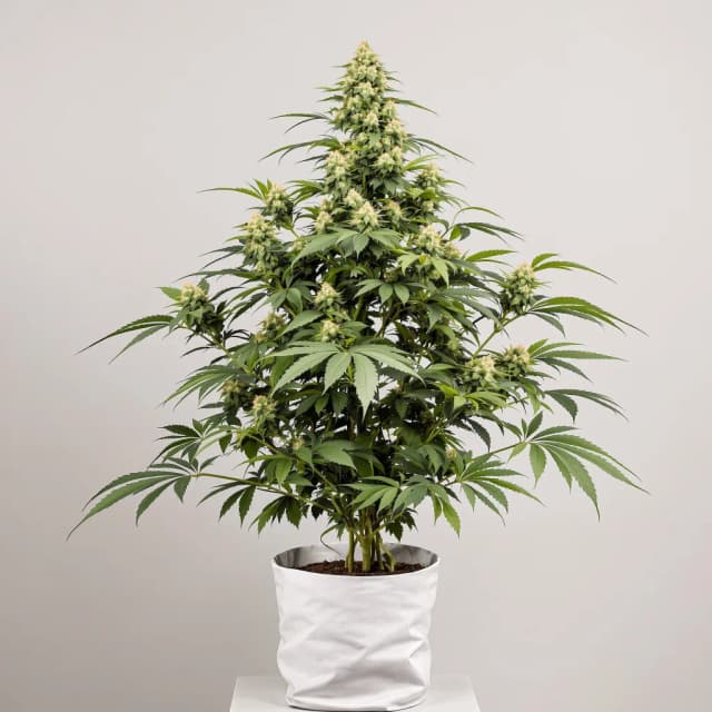 Embalaje de semillas de cannabis AK-48 — Royal King Seeds España