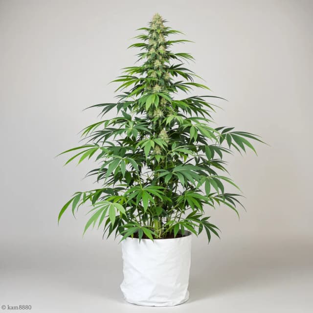 Embalaje de semillas de cannabis AK — Royal King Seeds España