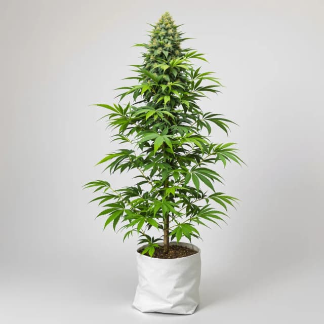 Embalaje de semillas de cannabis Alaska Thunderfuck — Royal King Seeds España