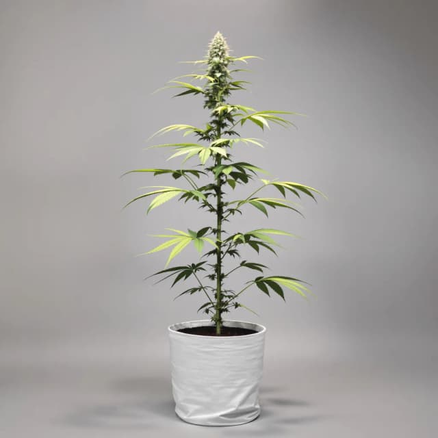 Embalaje de semillas de cannabis Alaskan Ice — Royal King Seeds España