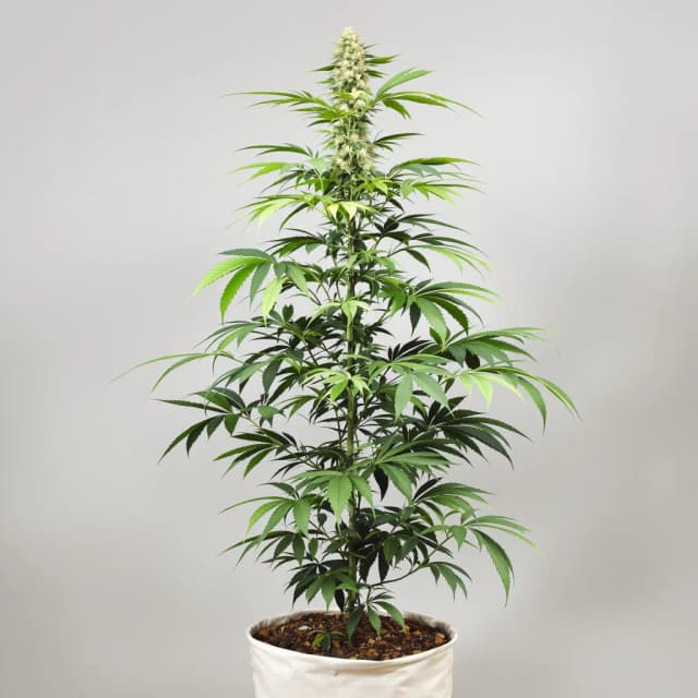 Embalaje de semillas de cannabis Alaskan Thunder Fuck — Royal King Seeds España