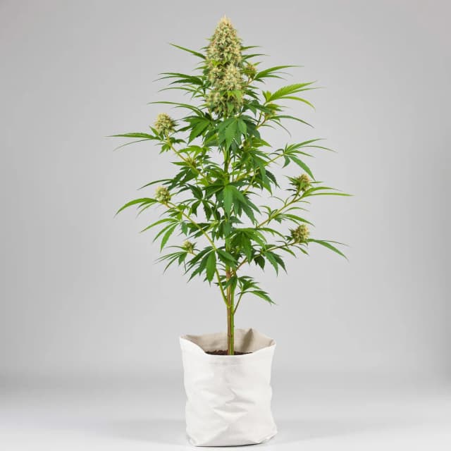 Embalaje de semillas de cannabis Alchemy — Royal King Seeds España