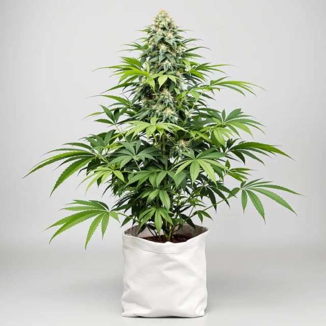Embalaje de semillas de cannabis Alien Bubba — Royal King Seeds España