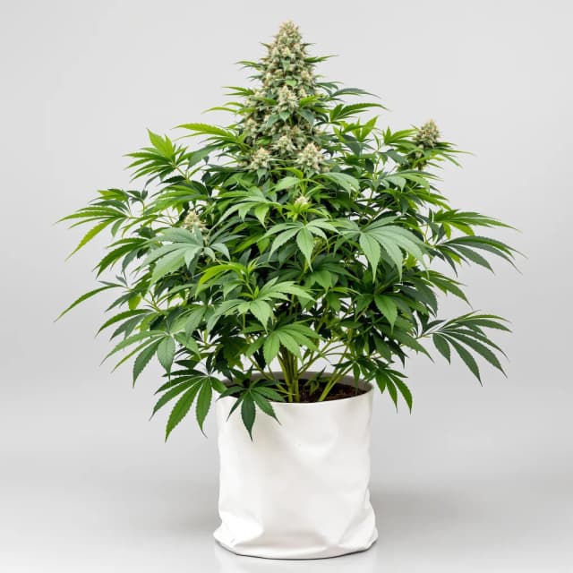 Embalaje de semillas de cannabis Alien Dawg — Royal King Seeds España