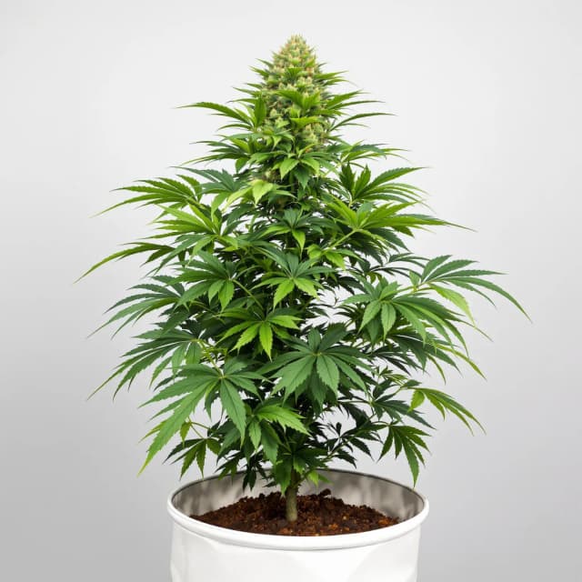 Embalaje de semillas de cannabis Alien Gorilla Glue — Royal King Seeds España