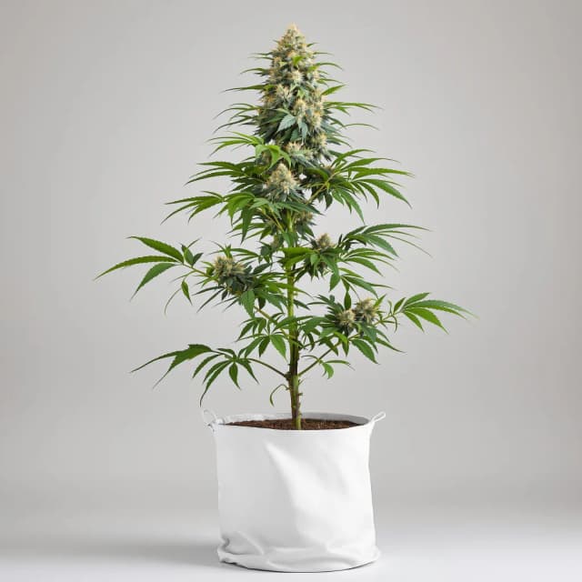 Embalaje de semillas de cannabis Alien Kush — Royal King Seeds España