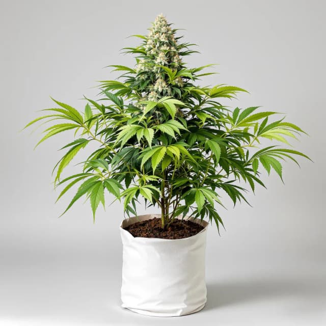Embalaje de semillas de cannabis Alien Mints — Royal King Seeds España