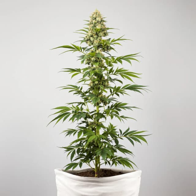 Embalaje de semillas de cannabis Alien OG — Royal King Seeds España