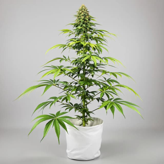 Embalaje de semillas de cannabis Alien Reunion — Royal King Seeds España