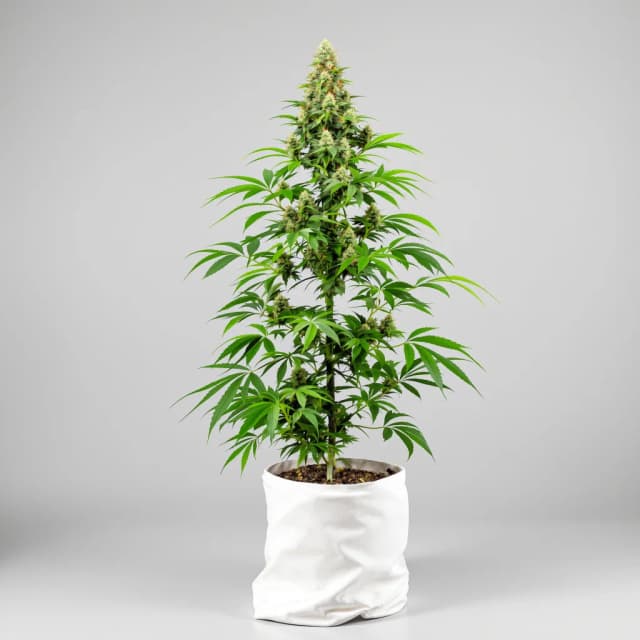 Embalaje de semillas de cannabis Alien Rock Candy — Royal King Seeds España