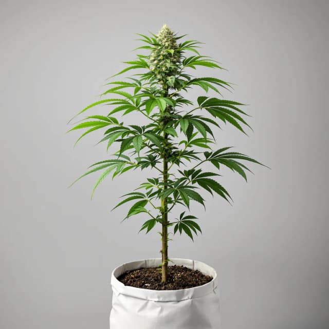 Embalaje de semillas de cannabis Alien Technology — Royal King Seeds España