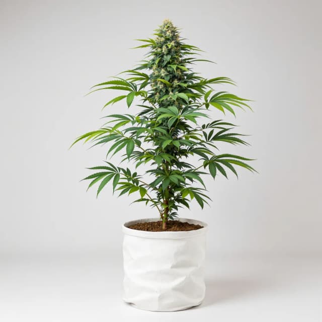 Embalaje de semillas de cannabis Aliens On Moonshine — Royal King Seeds España