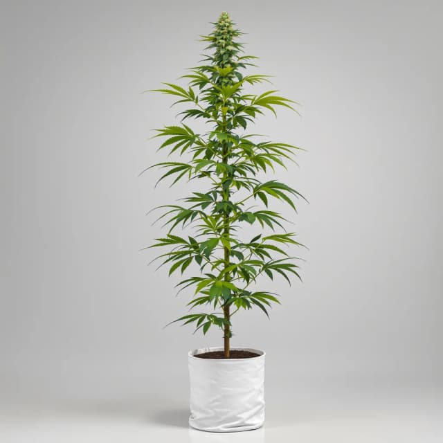 Embalaje de semillas de cannabis Allen Wrench — Royal King Seeds España