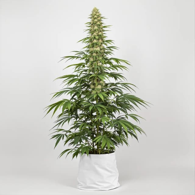 Embalaje de semillas de cannabis Alpha Blue — Royal King Seeds España