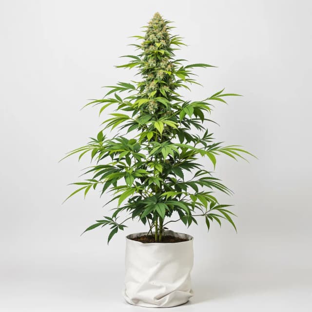 Embalaje de semillas de cannabis Alpine Blue — Royal King Seeds España