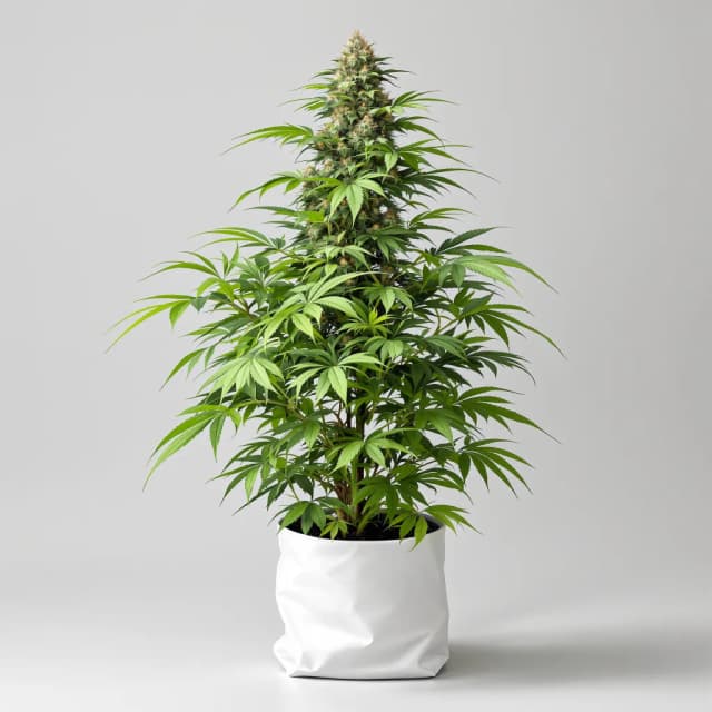 Embalaje de semillas de cannabis Alpine Star — Royal King Seeds España