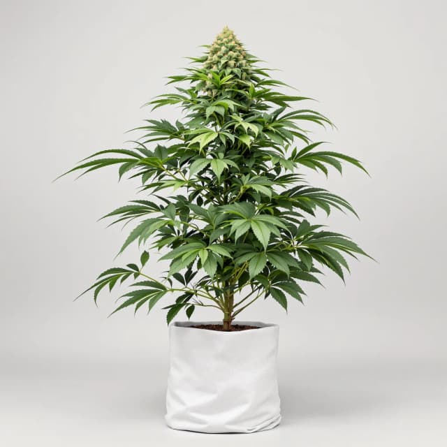 Embalaje de semillas de cannabis Amazonian — Royal King Seeds España