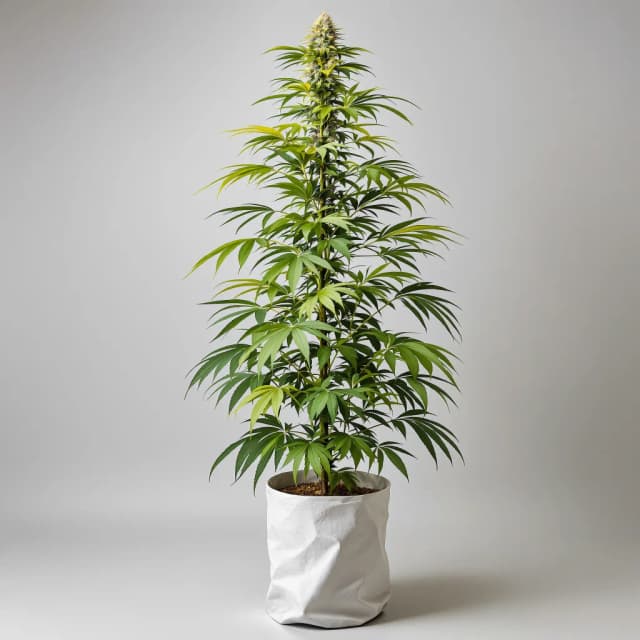 Embalaje de semillas de cannabis Ambrosia — Royal King Seeds España