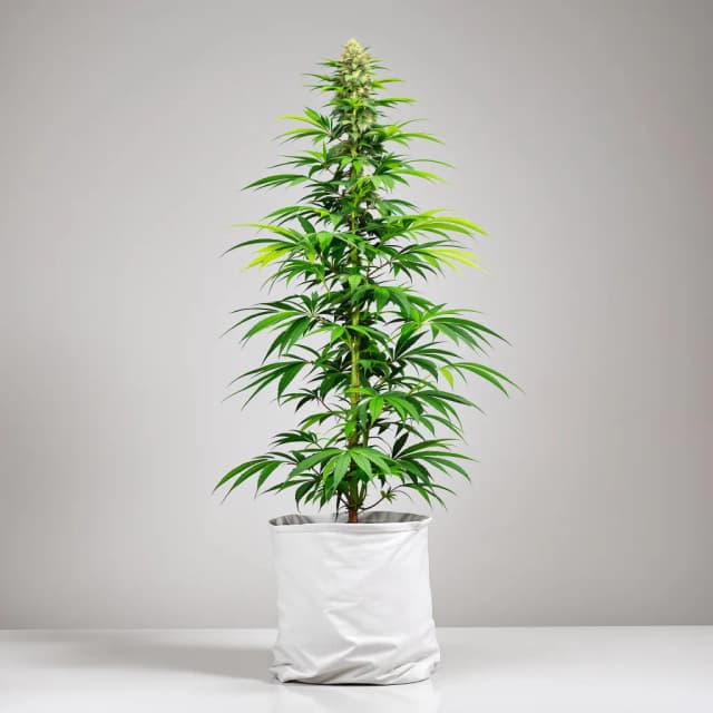 Embalaje de semillas de cannabis American Haze — Royal King Seeds España