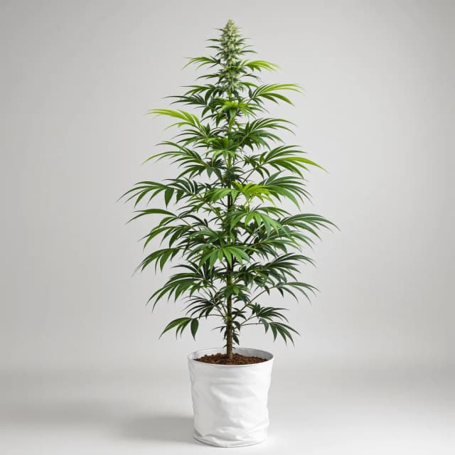 Embalaje de semillas de cannabis American Haze — Royal King Seeds España