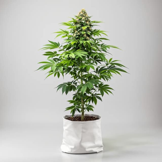 Embalaje de semillas de cannabis American Kush — Royal King Seeds España