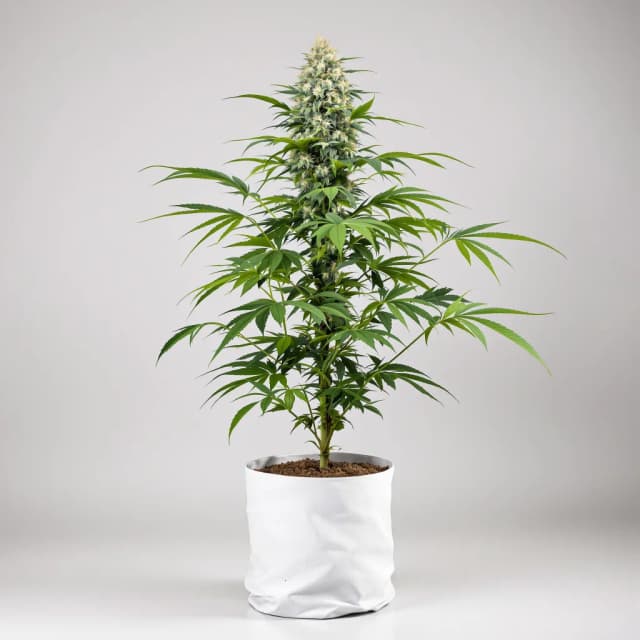 Embalaje de semillas de cannabis American Kush — Royal King Seeds España