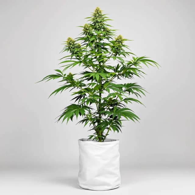 Embalaje de semillas de cannabis American Strain Mixpack — Royal King Seeds España
