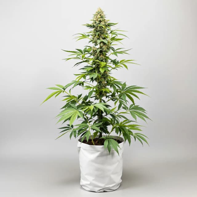 Embalaje de semillas de cannabis American Strains Pack — Royal King Seeds España
