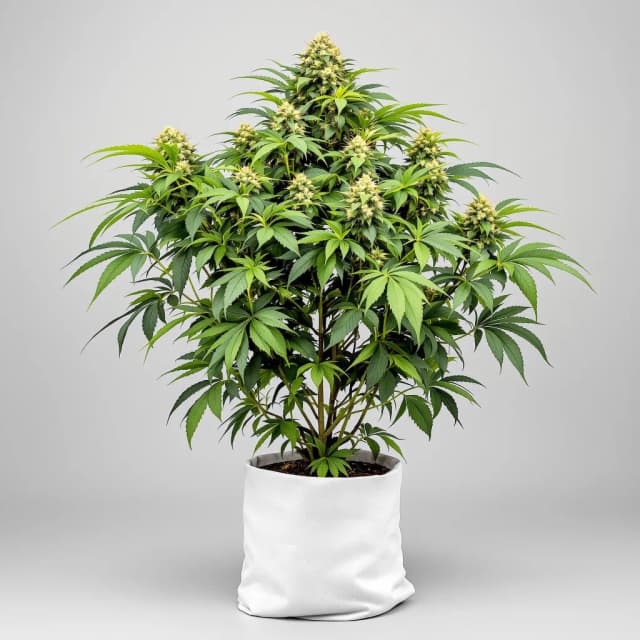 Embalaje de semillas de cannabis Americano — Royal King Seeds España