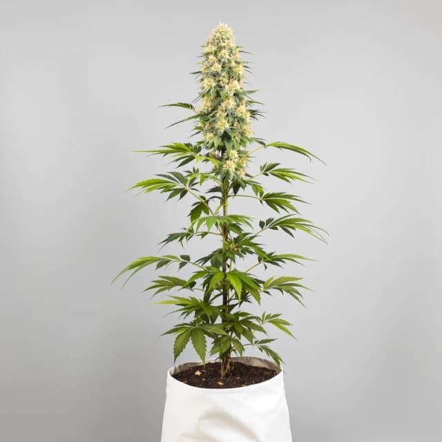 Embalaje de semillas de cannabis Amethyst — Royal King Seeds España