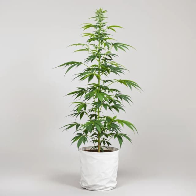 Embalaje de semillas de cannabis Amherst Diesel — Royal King Seeds España