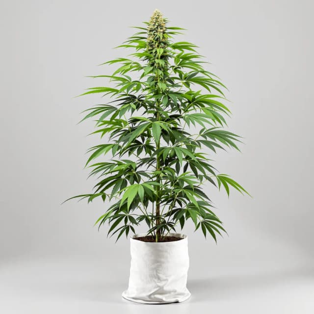 Embalaje de semillas de cannabis Amherst Diesel — Royal King Seeds España